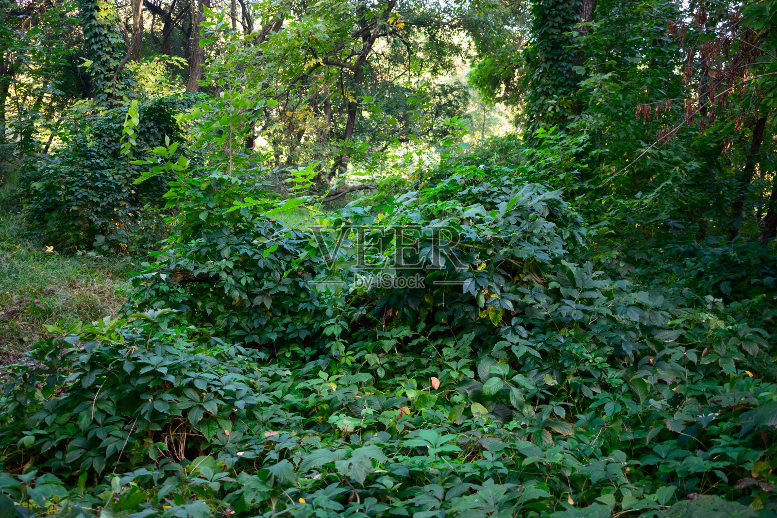 卷曲的绿色植物被附近的土地和树干覆盖着照片摄影图片