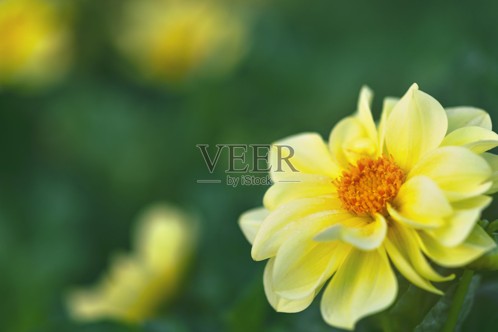 绿草背景上的黄色大丽花照片摄影图片