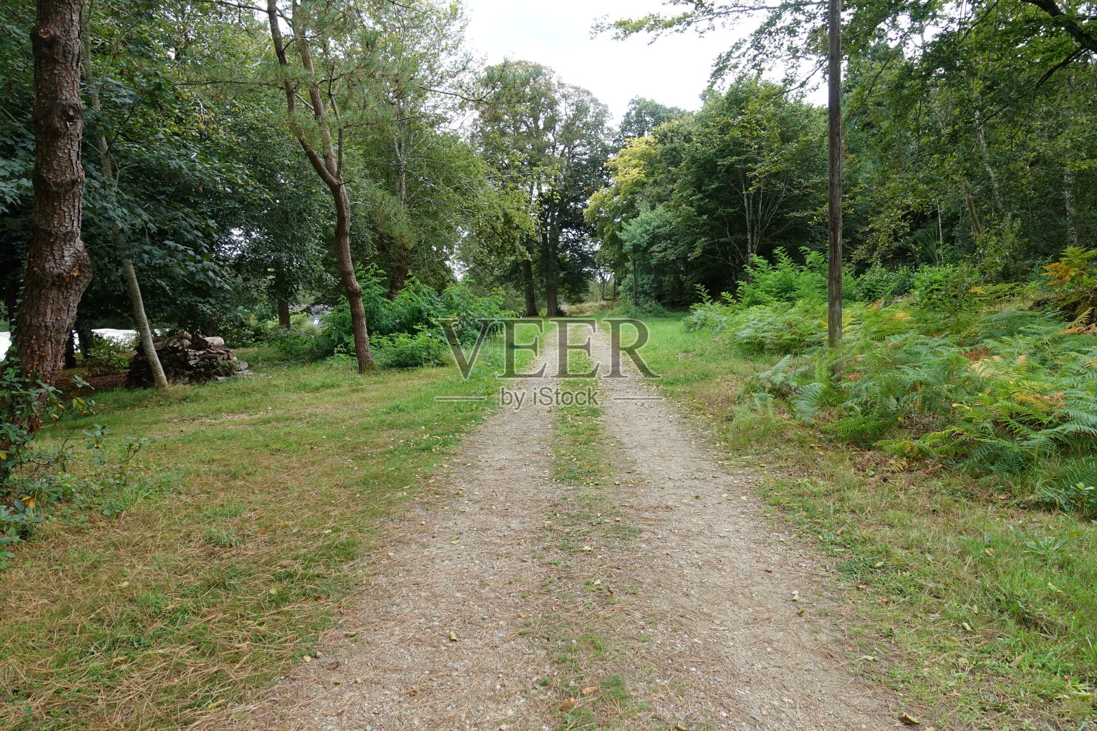 森林里的土路两旁是树木和蕨类植物夏天照片摄影图片