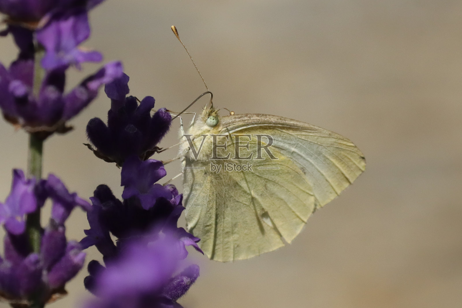 皮耶里斯·拉帕照片摄影图片