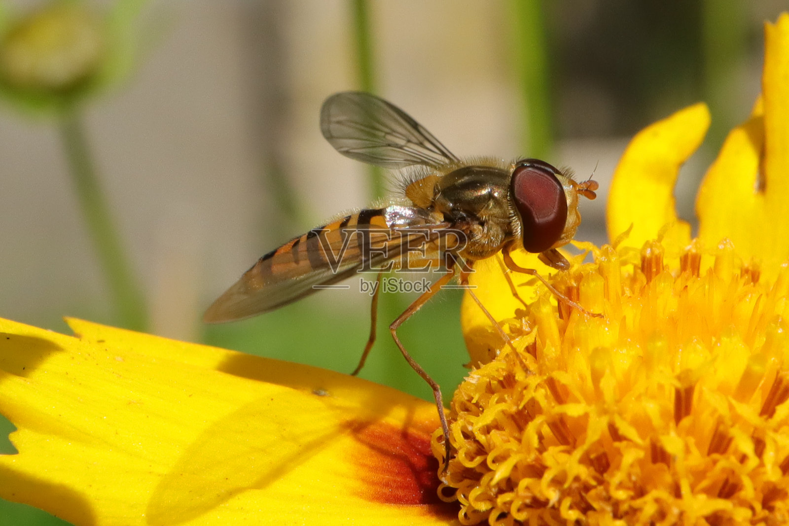 带状Syrphe (Episyrphus balteatus)照片摄影图片