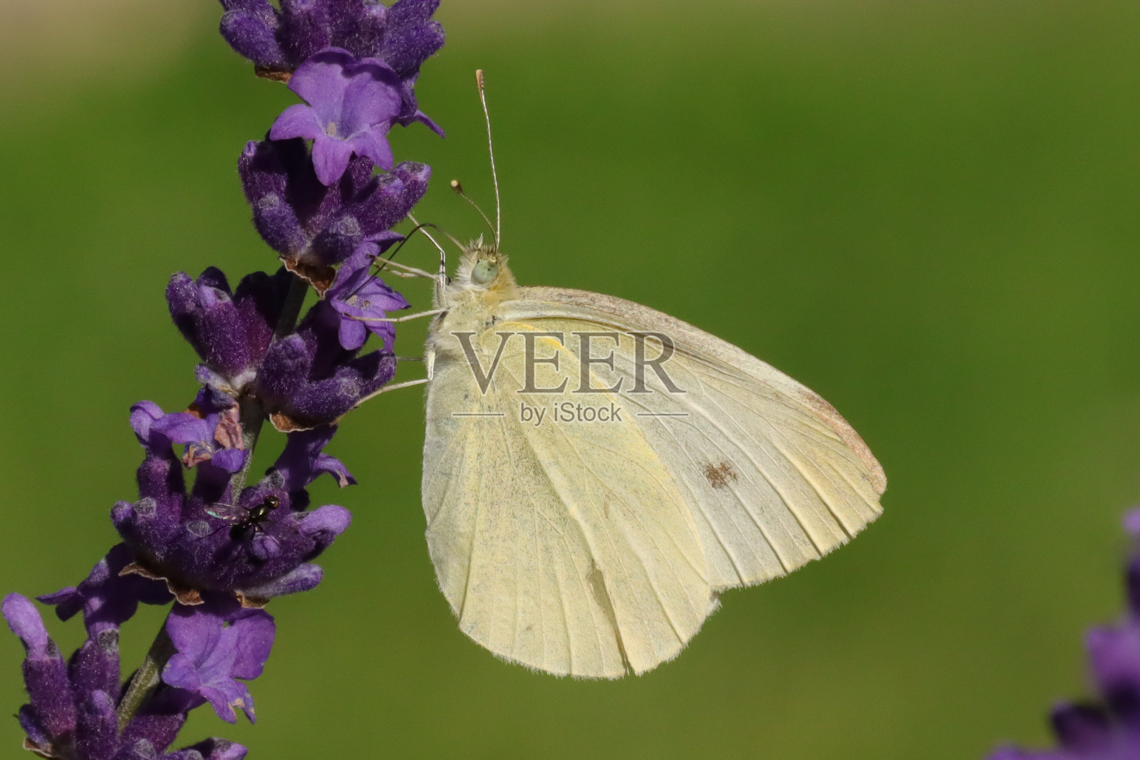 皮耶里斯·拉帕照片摄影图片