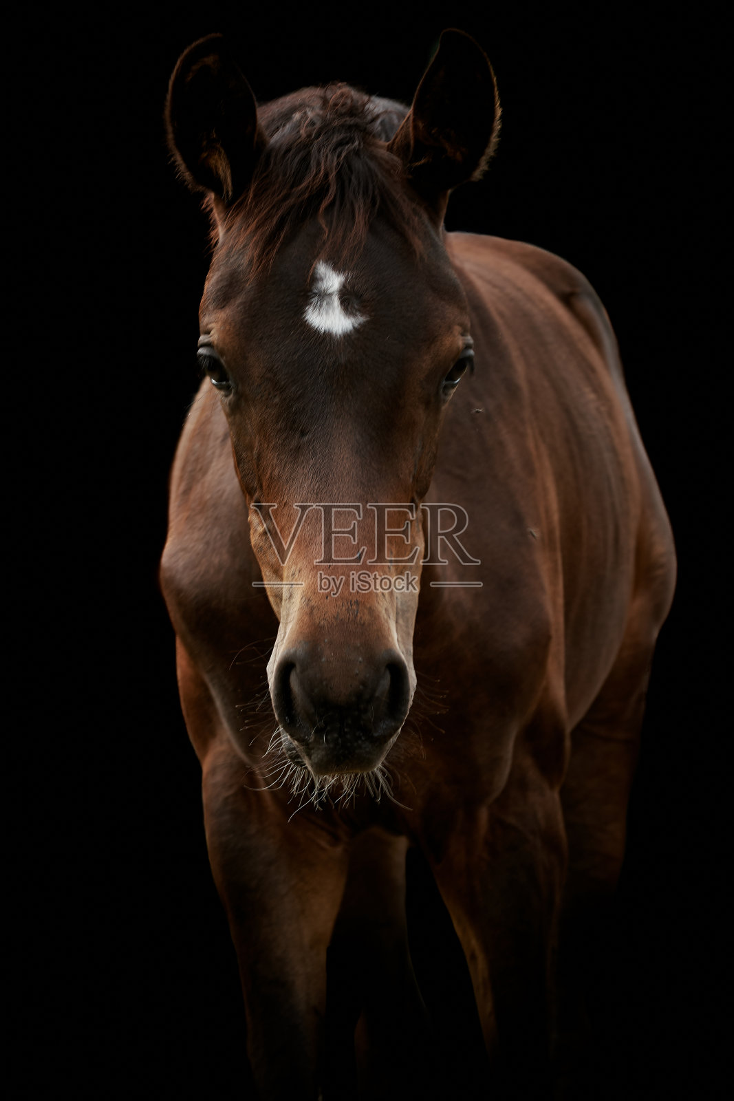 棕色马驹孤立在黑色背景。照片摄影图片