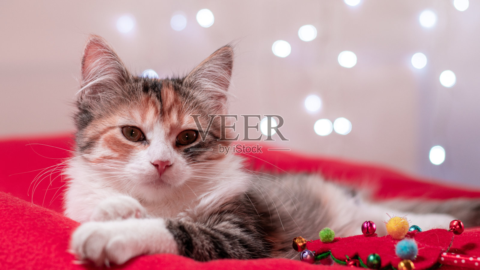 白色圣诞彩灯背景上的猫照片摄影图片