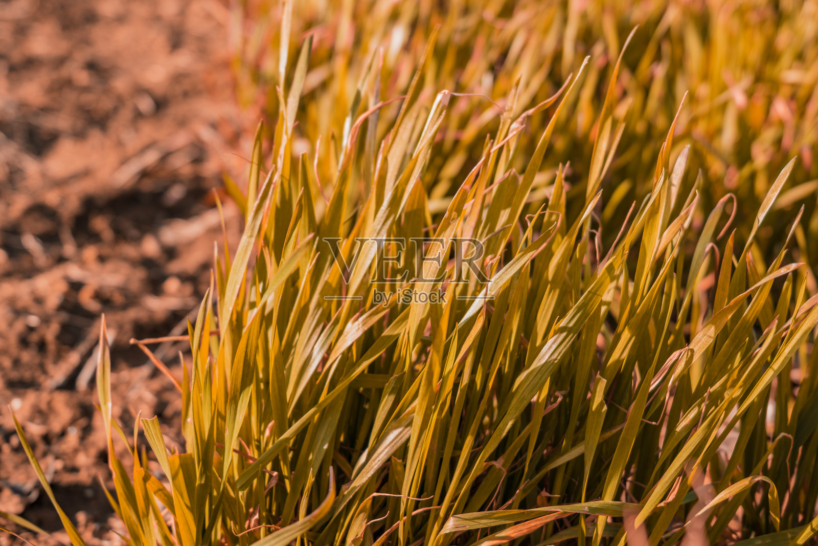 干旱造成的黄草特写照片摄影图片