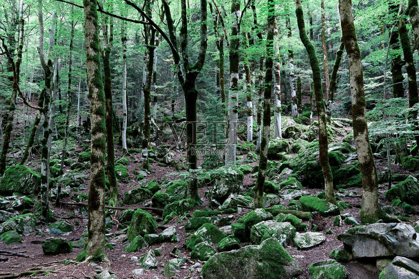 绿色的森林树叶在夏天透过树叶，自然的帆布纹理水彩风格照片摄影图片