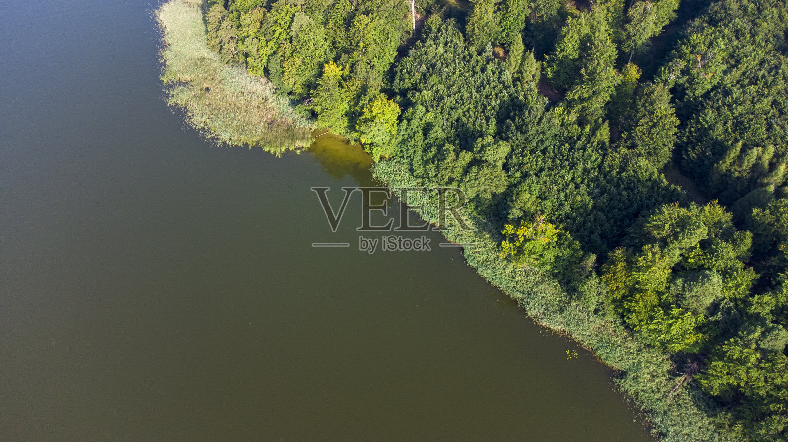 不同类型的植被:湖，睡莲，芦苇，树木照片摄影图片