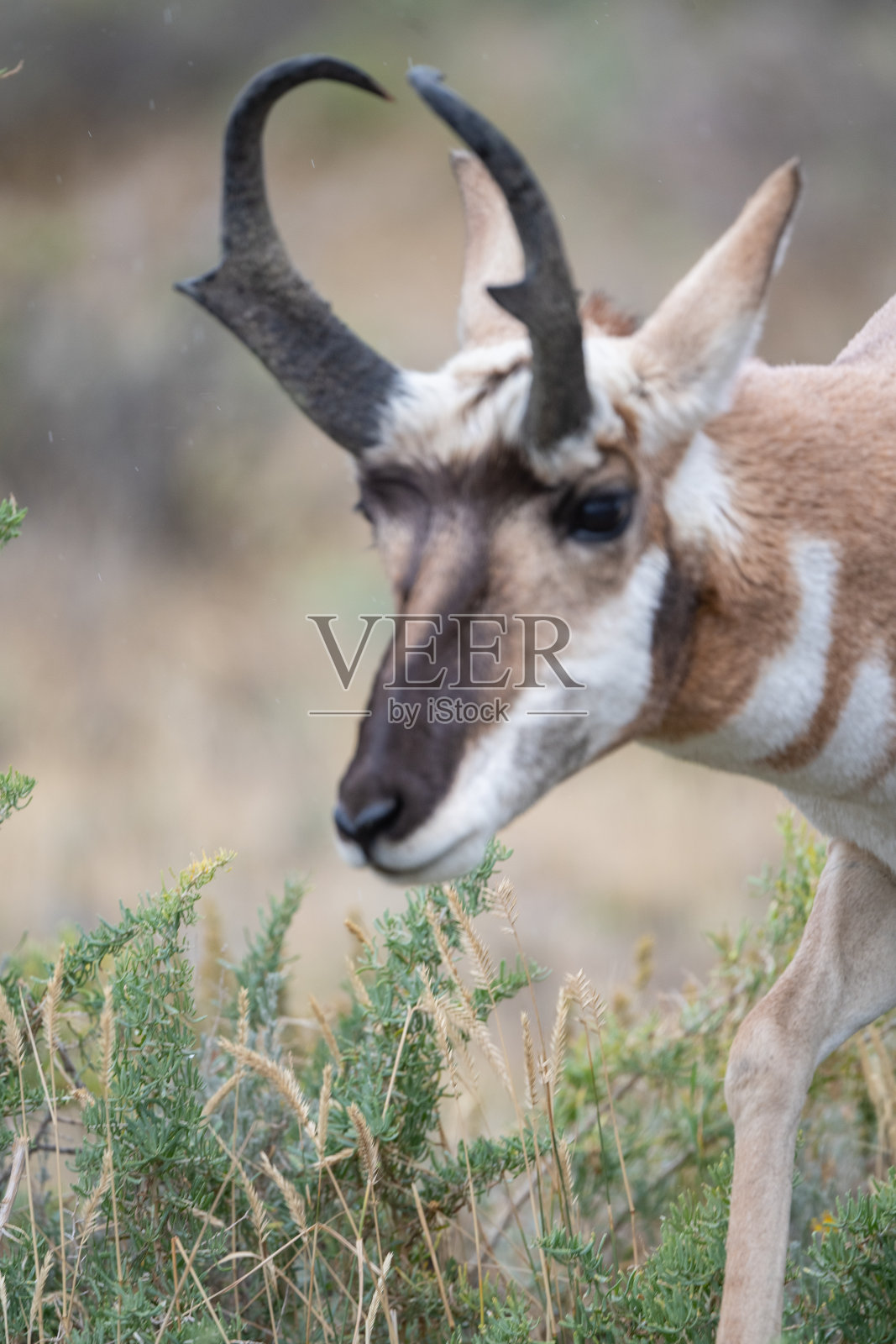 羚羊(叉角羚)走近了照片摄影图片