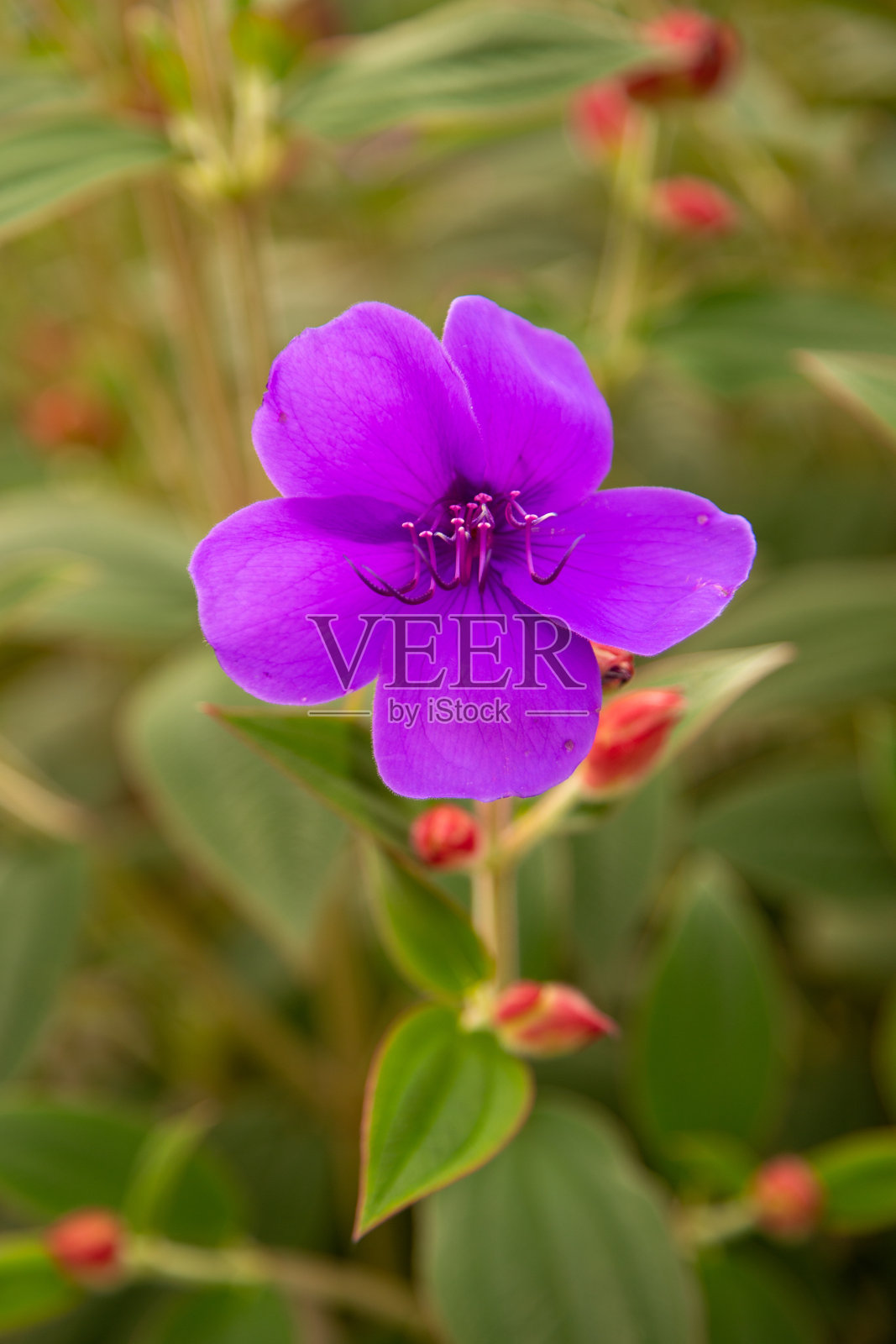公主广场照片摄影图片