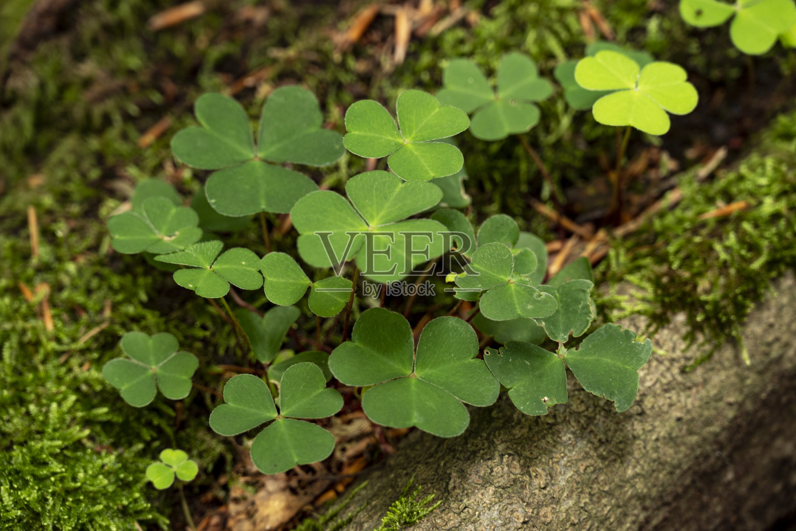 生长在枯木树干上的绿色三叶草(三叶草属)植物照片摄影图片