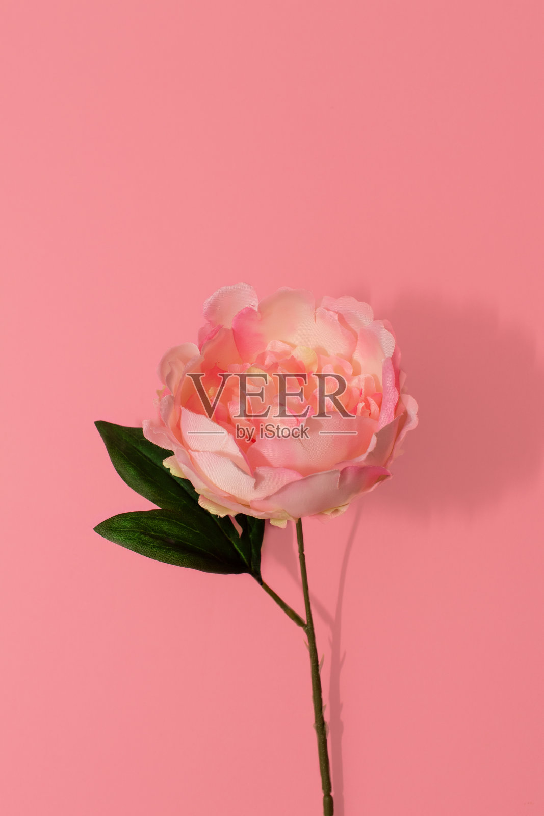 一朵粉红色盛开的牡丹花的花蕾在粉红色背景上的孤立的花照片摄影图片