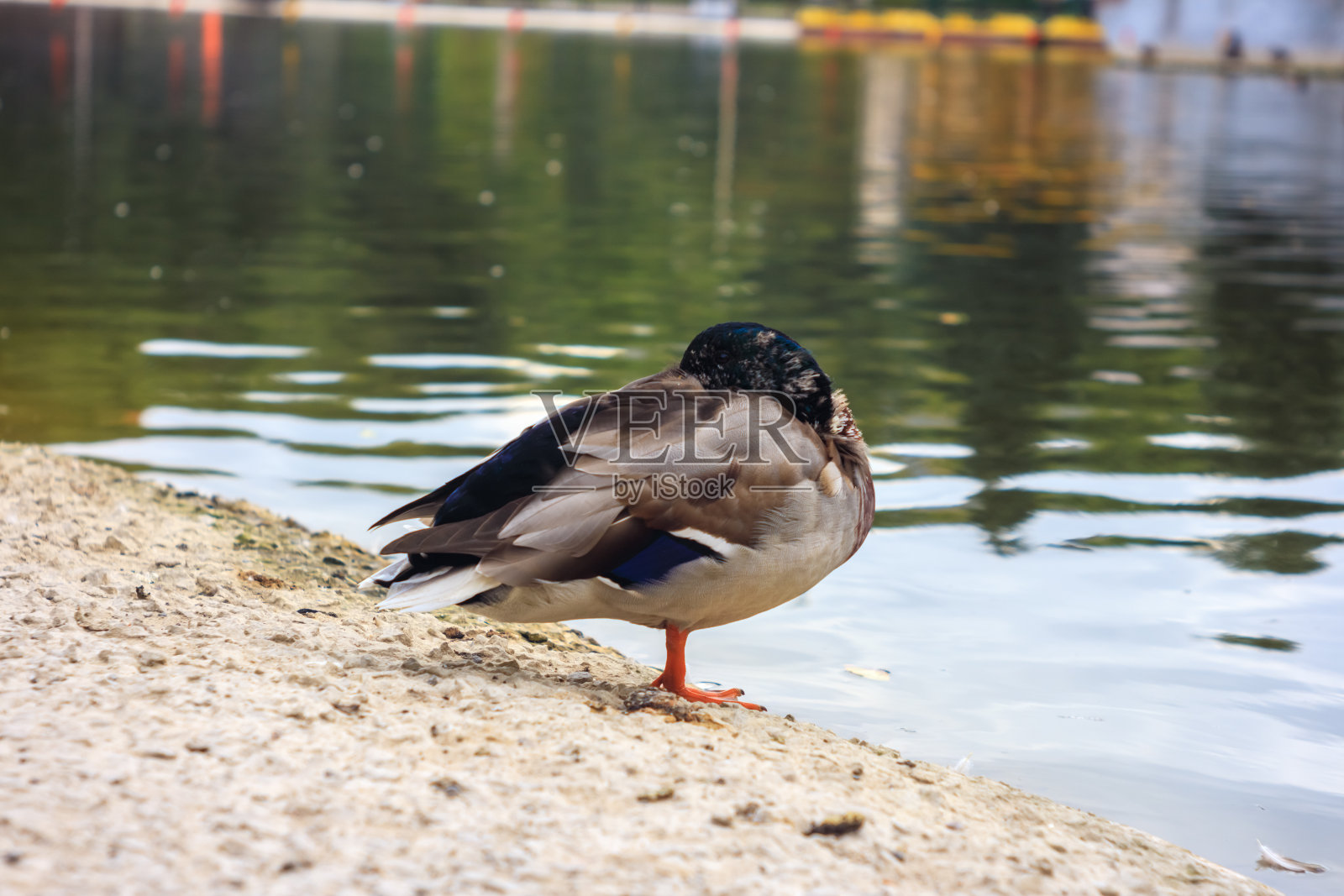 野鸭母鸭的肖像在靠近水的混凝土泊位上照片摄影图片