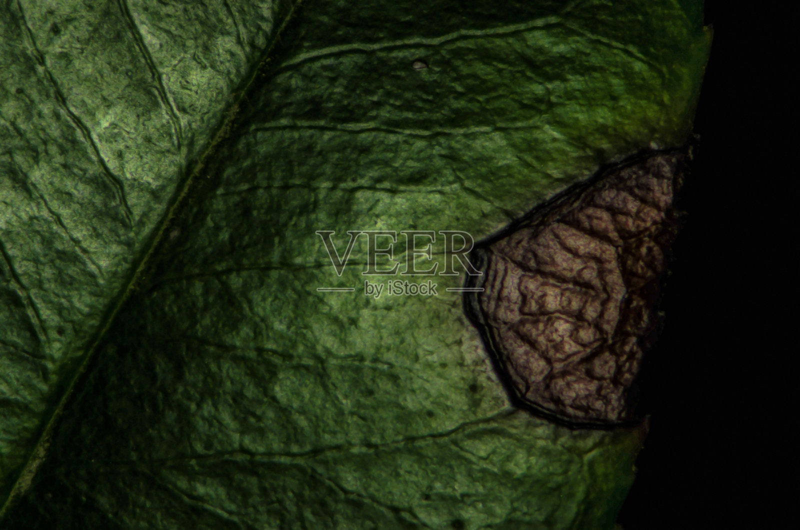 病叶宏照片摄影图片