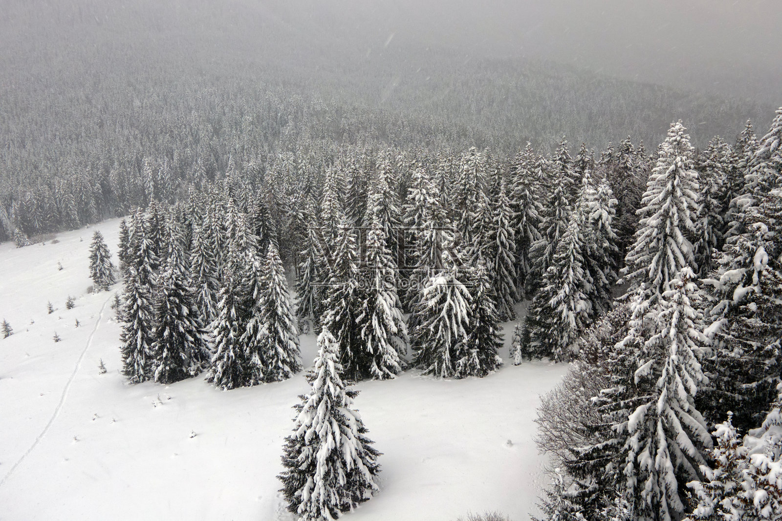 寒冷宁静的夜晚，冬山森林里，云雾缭绕的常绿松树被大雪覆盖着。照片摄影图片