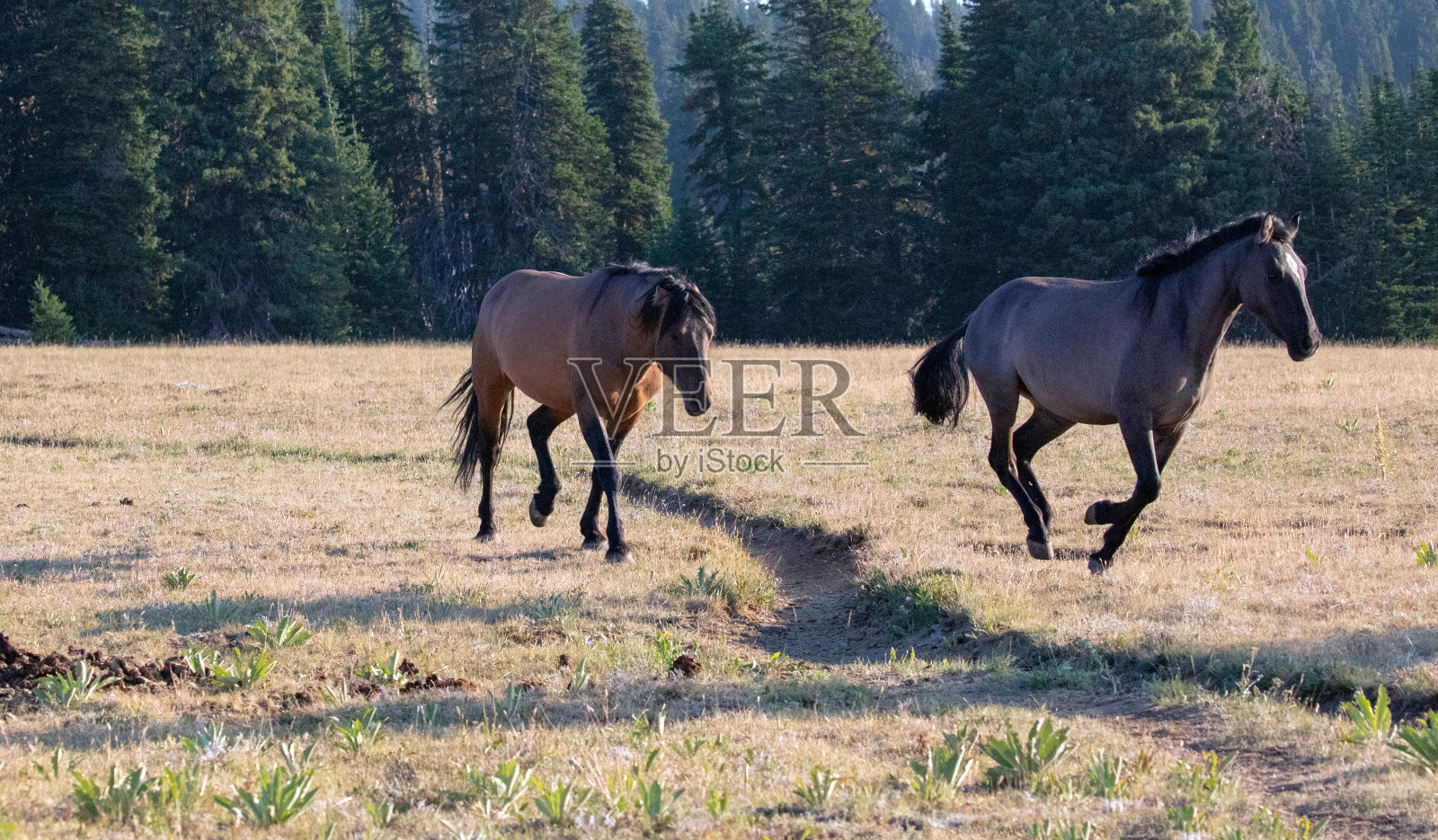 在美国蒙大拿州怀俄明边境的普赖尔山野马区，贝和格鲁罗野马在互相追逐的时候战斗照片摄影图片