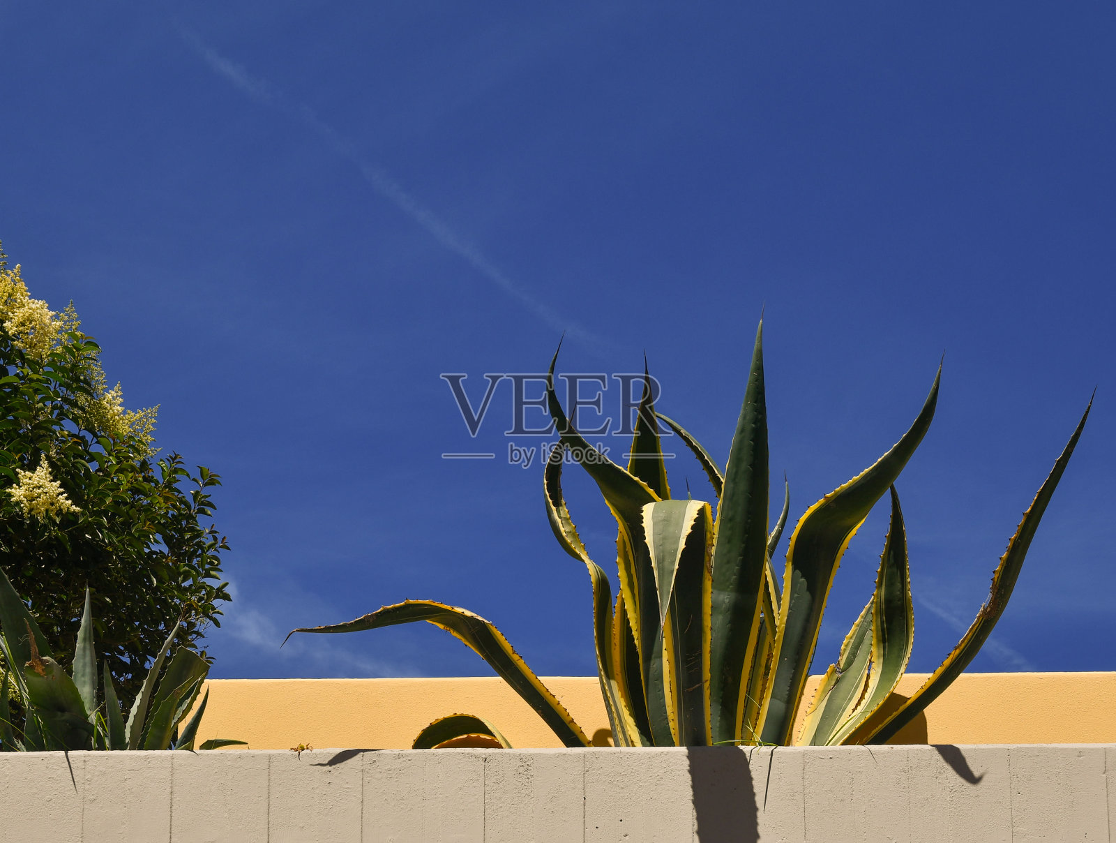 在托斯卡纳，夏日蔚蓝的天空衬托下，一座建筑露台上的龙舌兰照片摄影图片