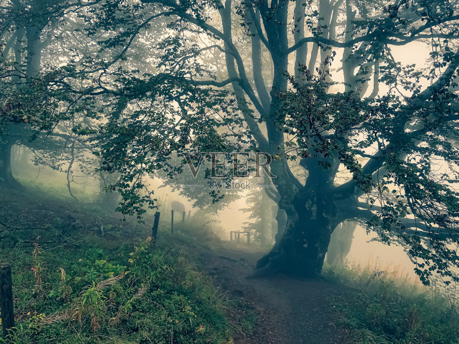 在浓雾中穿过德国黑森林的小路。照片摄影图片