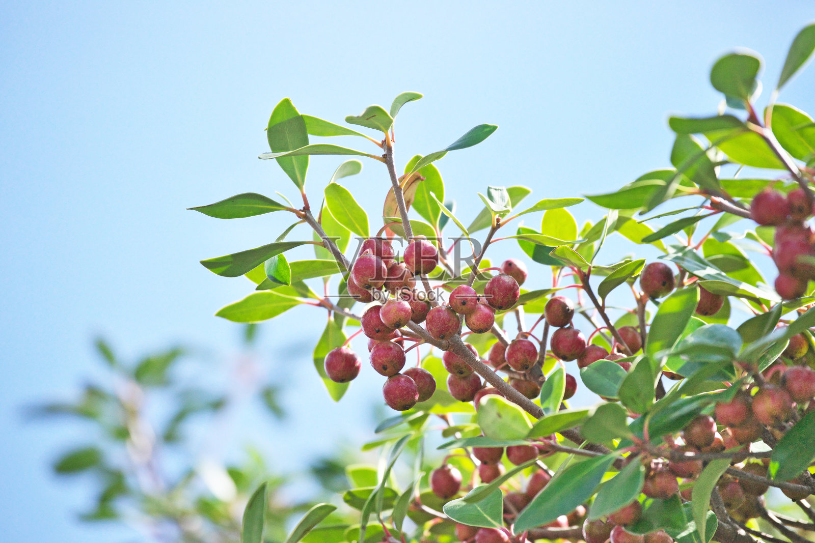 杨桐照片摄影图片