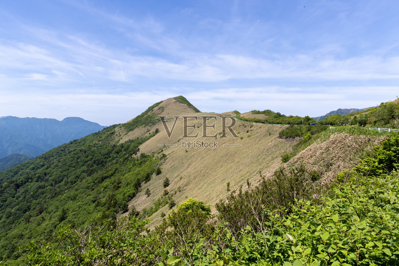 日本龟森林道照片摄影图片