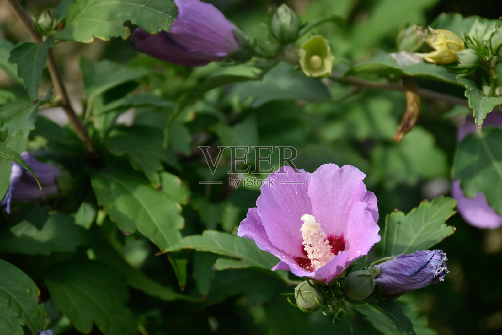 紫色的芙蓉花在绿色的灌木上盛开。照片摄影图片
