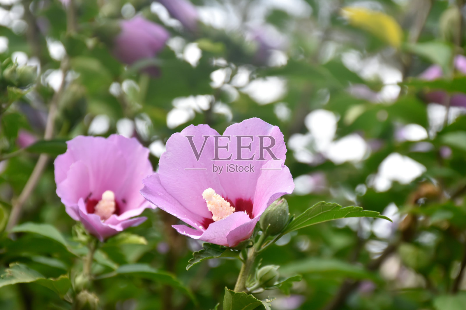 绿色的树枝上开着两朵紫色的芙蓉花。照片摄影图片