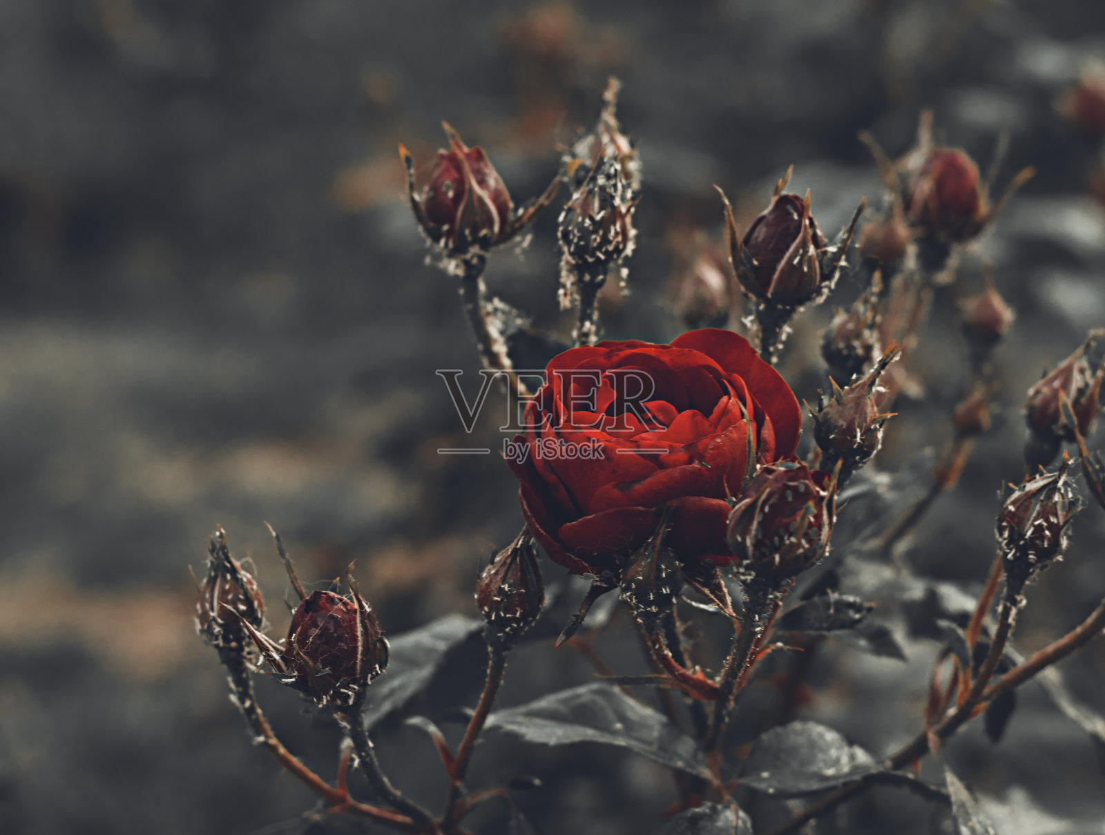 新鲜美丽的盛开的红玫瑰与玫瑰花蕾在黑暗和阳光模糊闪亮的背景，神秘的颜色选择性聚焦照片摄影图片