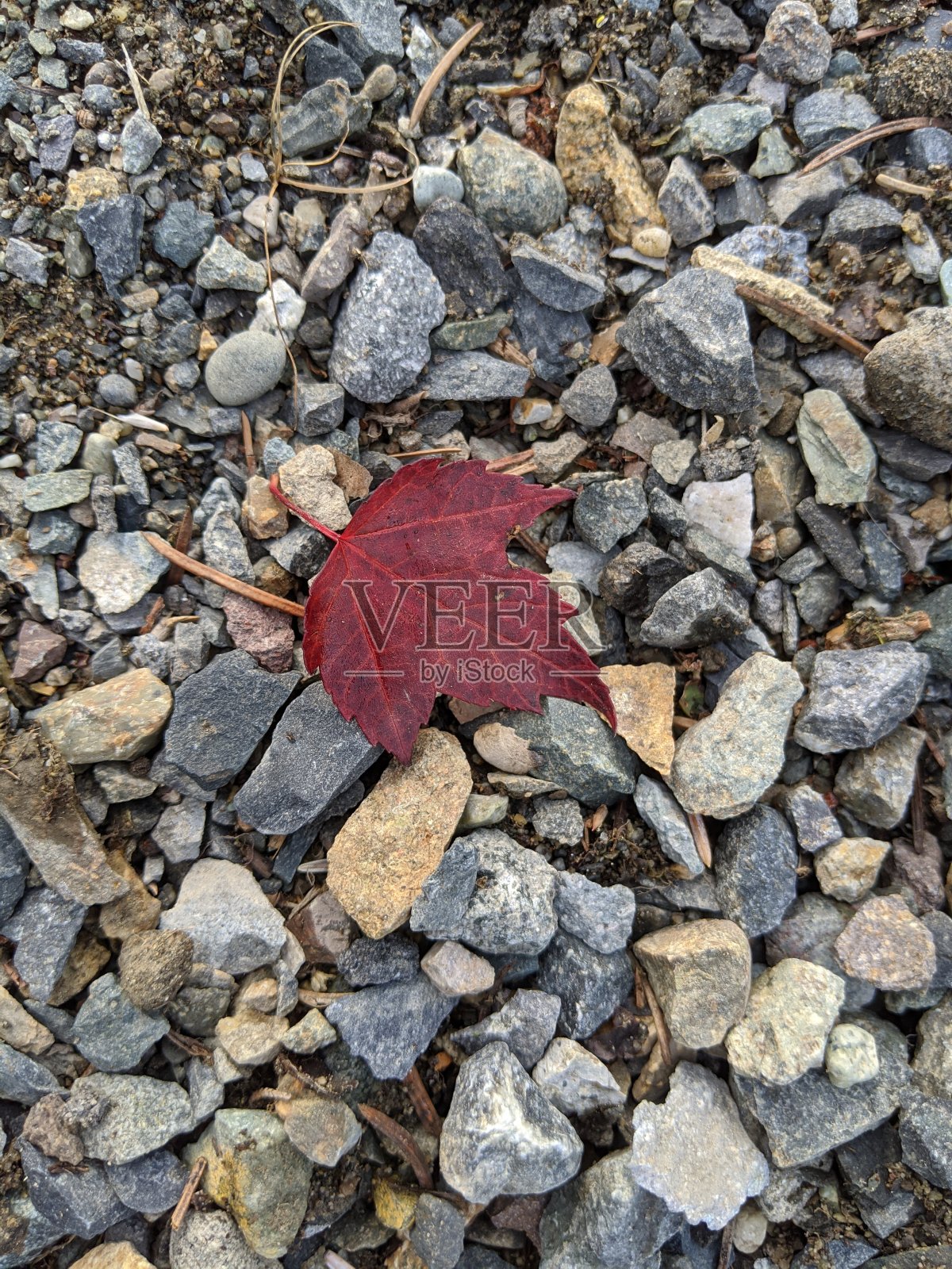 岩石上的红叶照片摄影图片