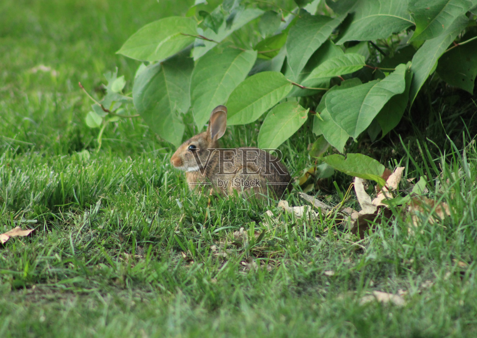 兔子照片摄影图片