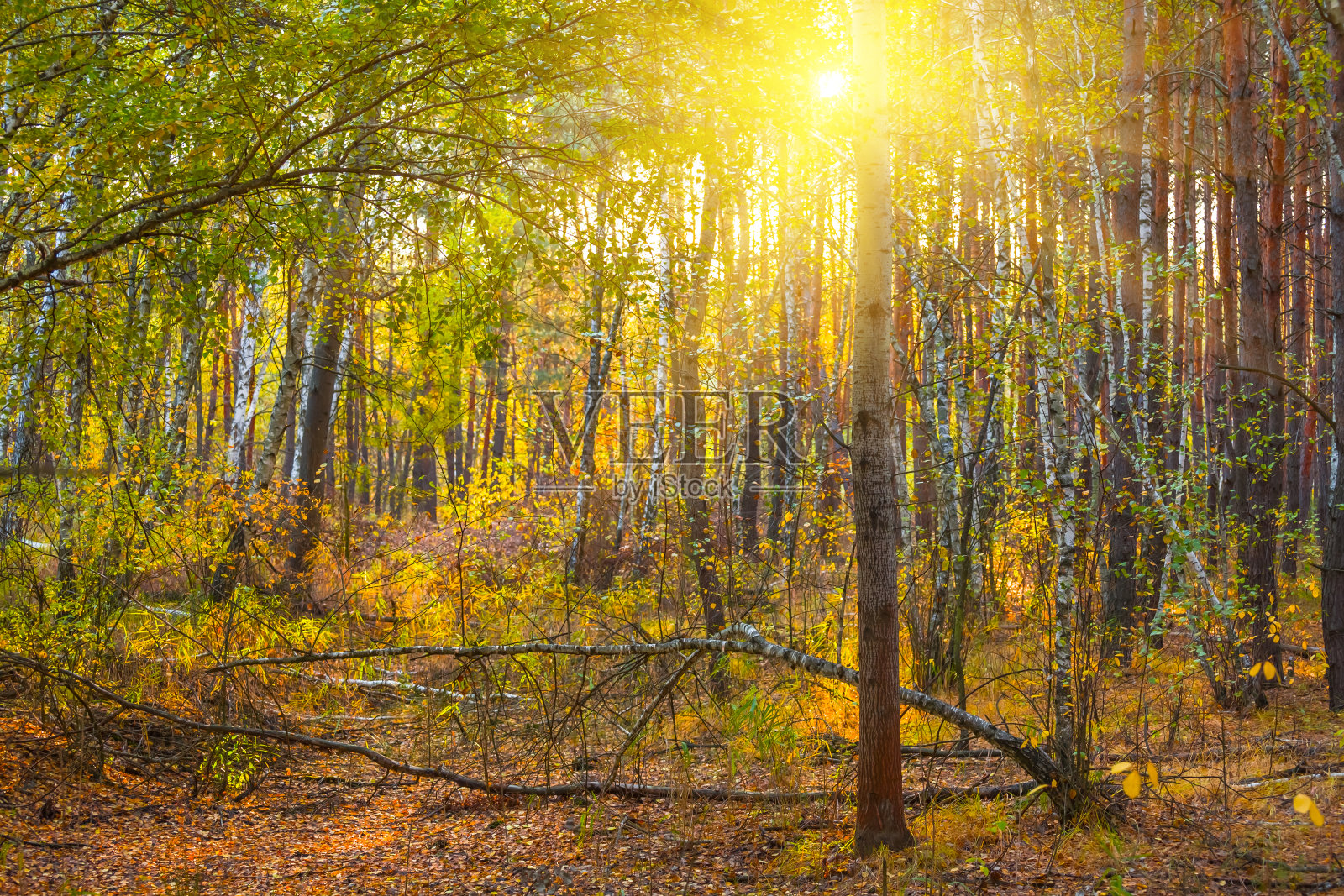 红色的秋天森林林间空地上闪耀的阳光，秋天的季节自然的背景照片摄影图片