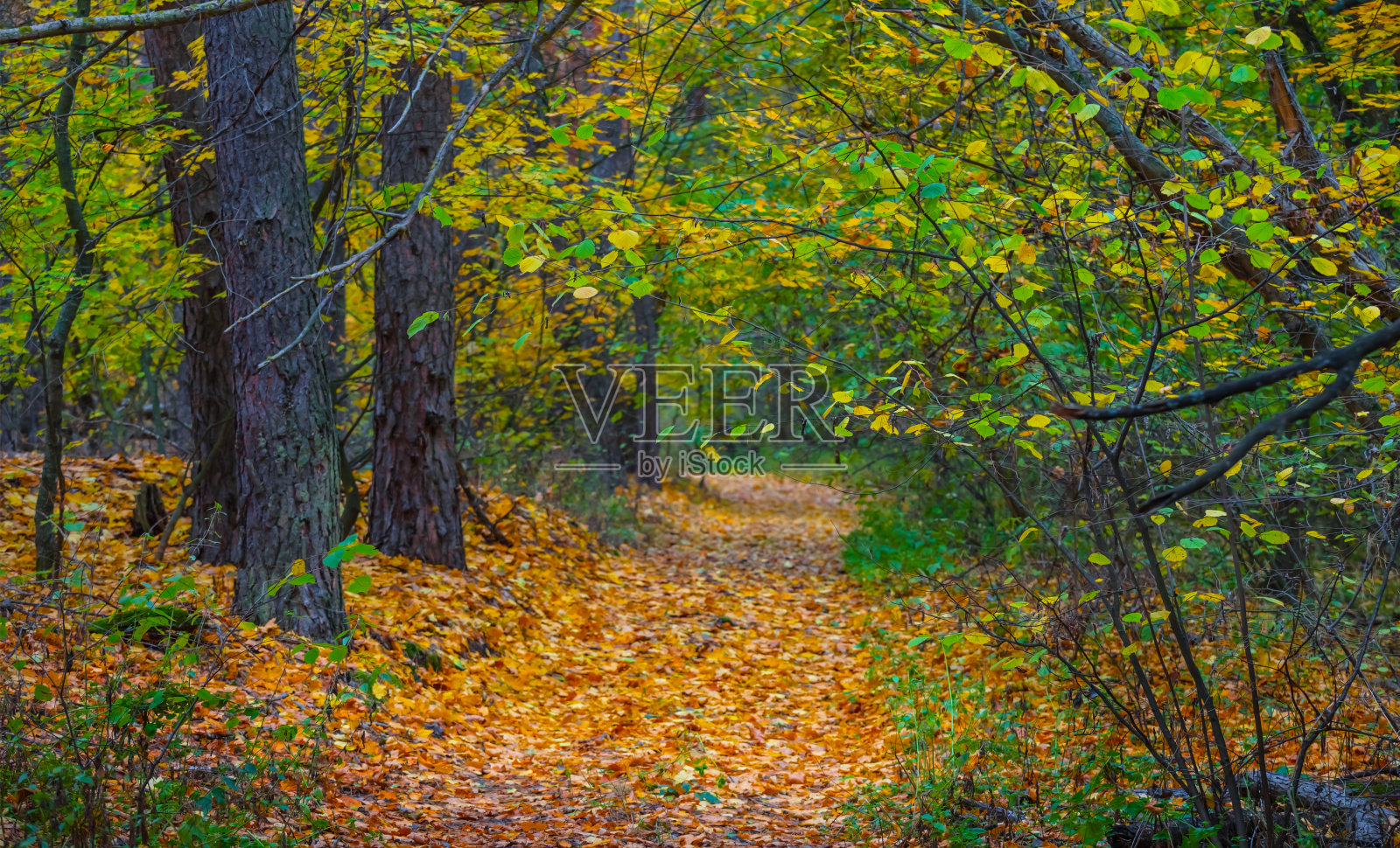 地面道路在森林中被枯叶覆盖，秋天自然背景照片摄影图片