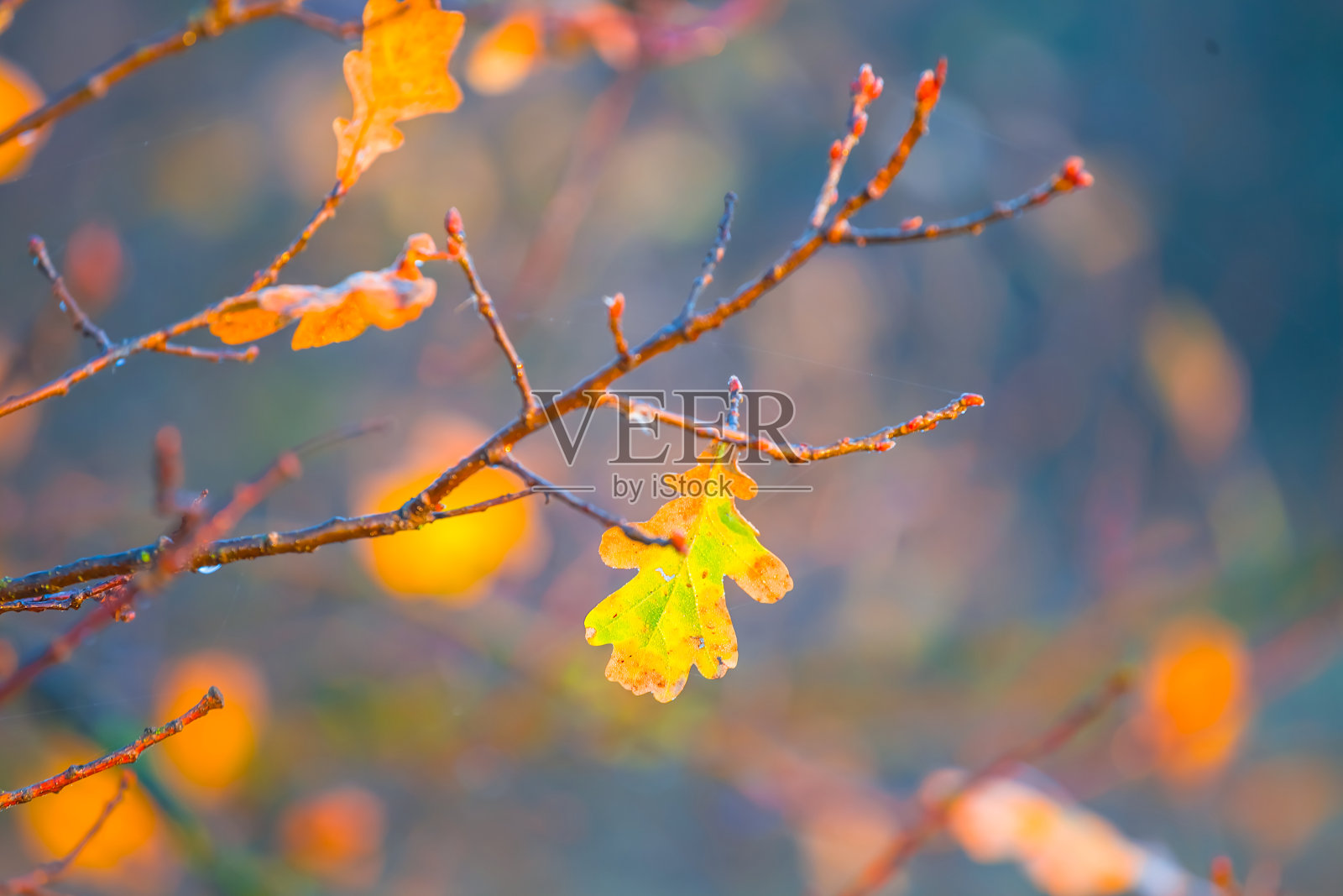 特写森林中的红色树枝，季节性的自然背景照片摄影图片