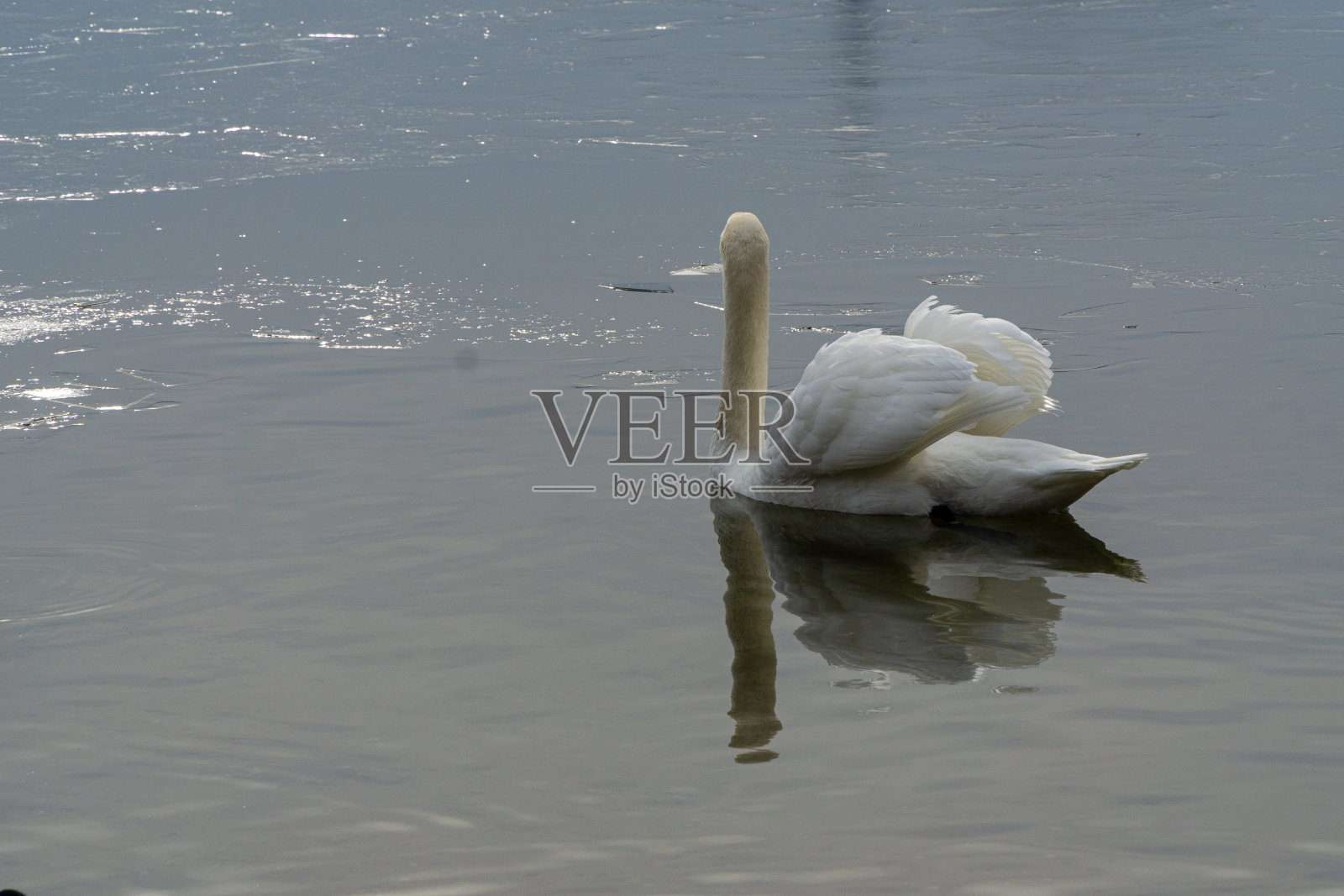 白天鹅在水里游来游去照片摄影图片