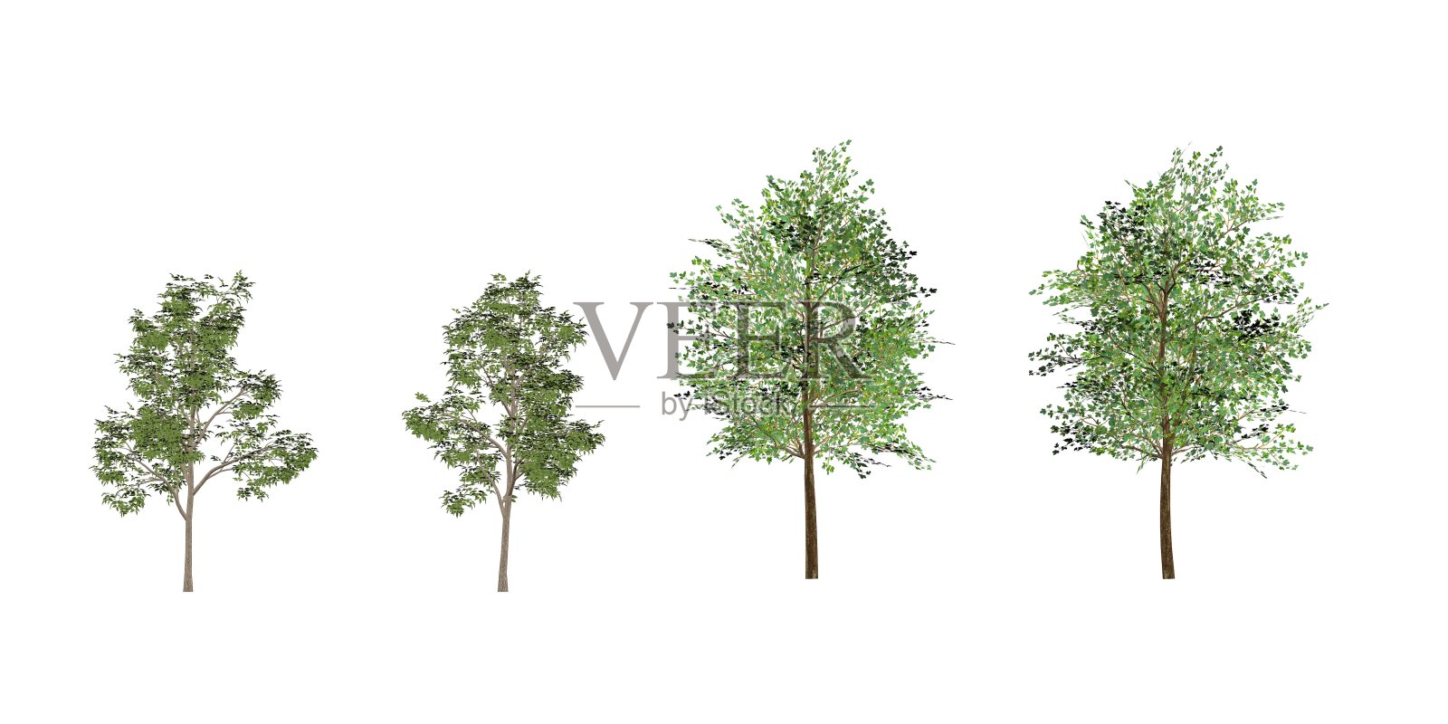 枫树照片摄影图片