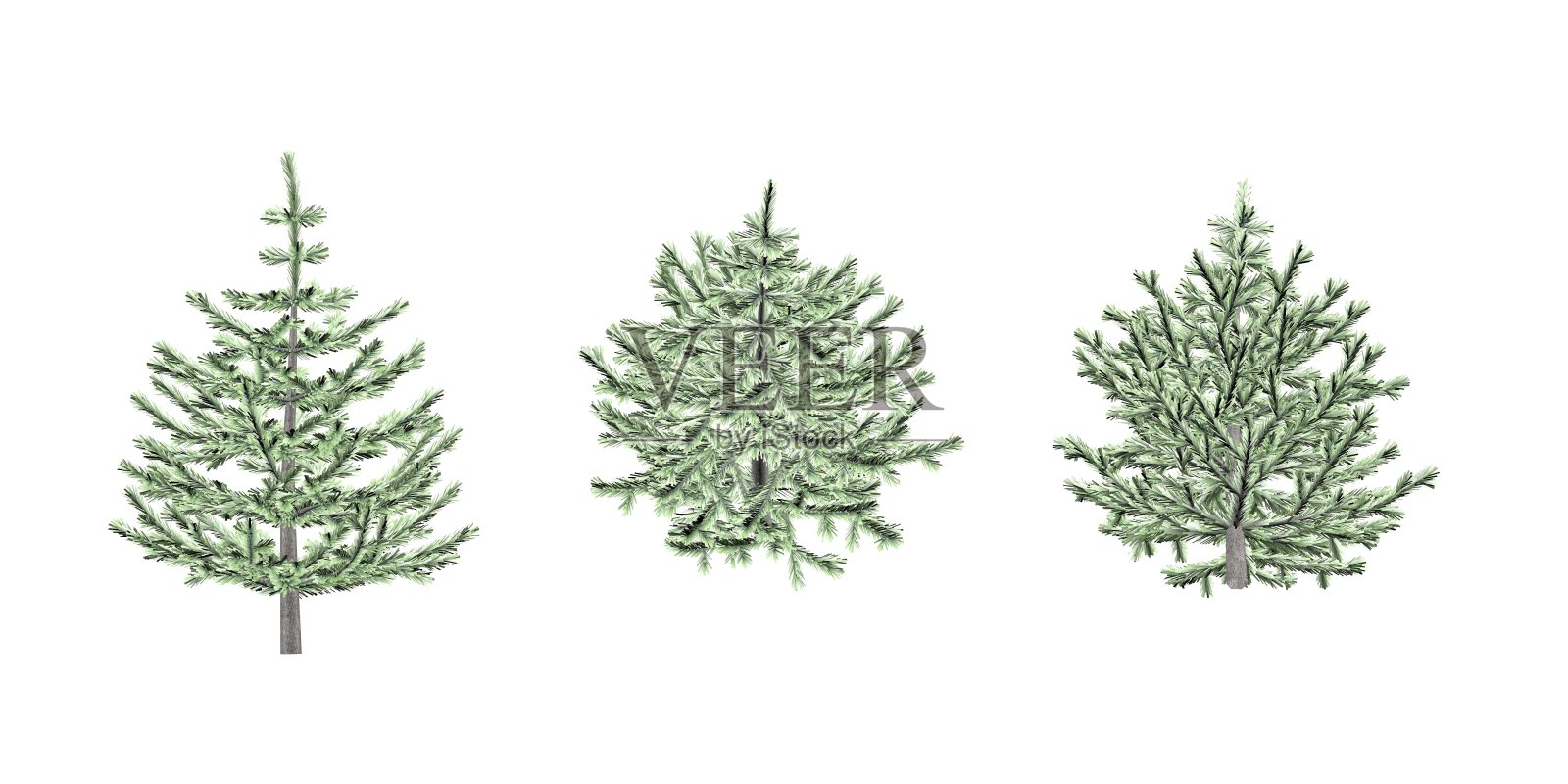 年轻的冷杉树照片摄影图片