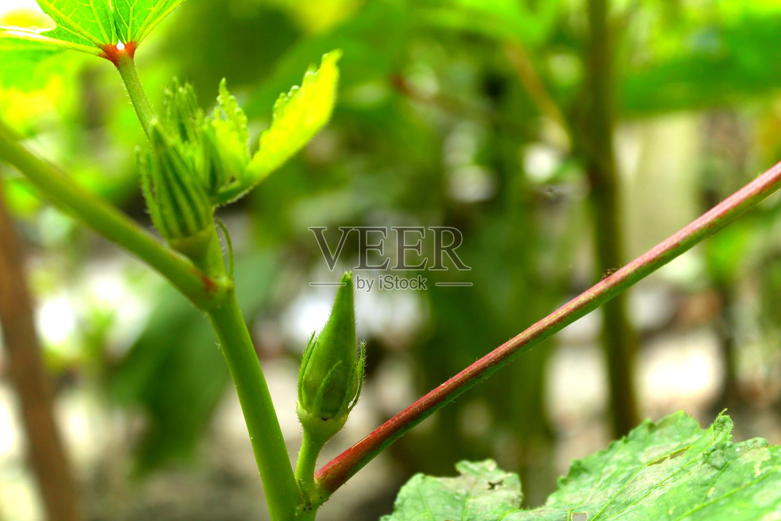 生命周期照片摄影图片