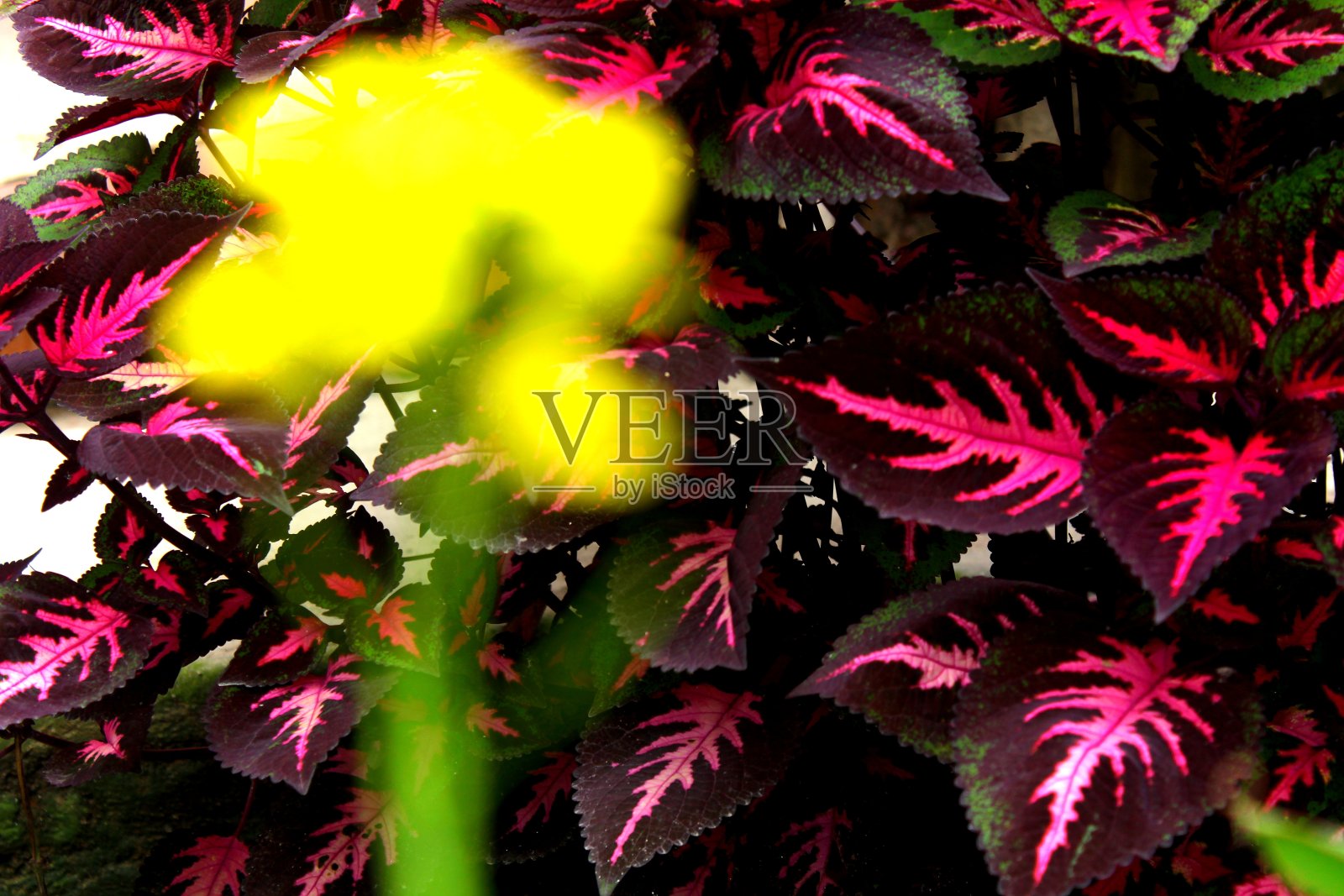 生命周期照片摄影图片