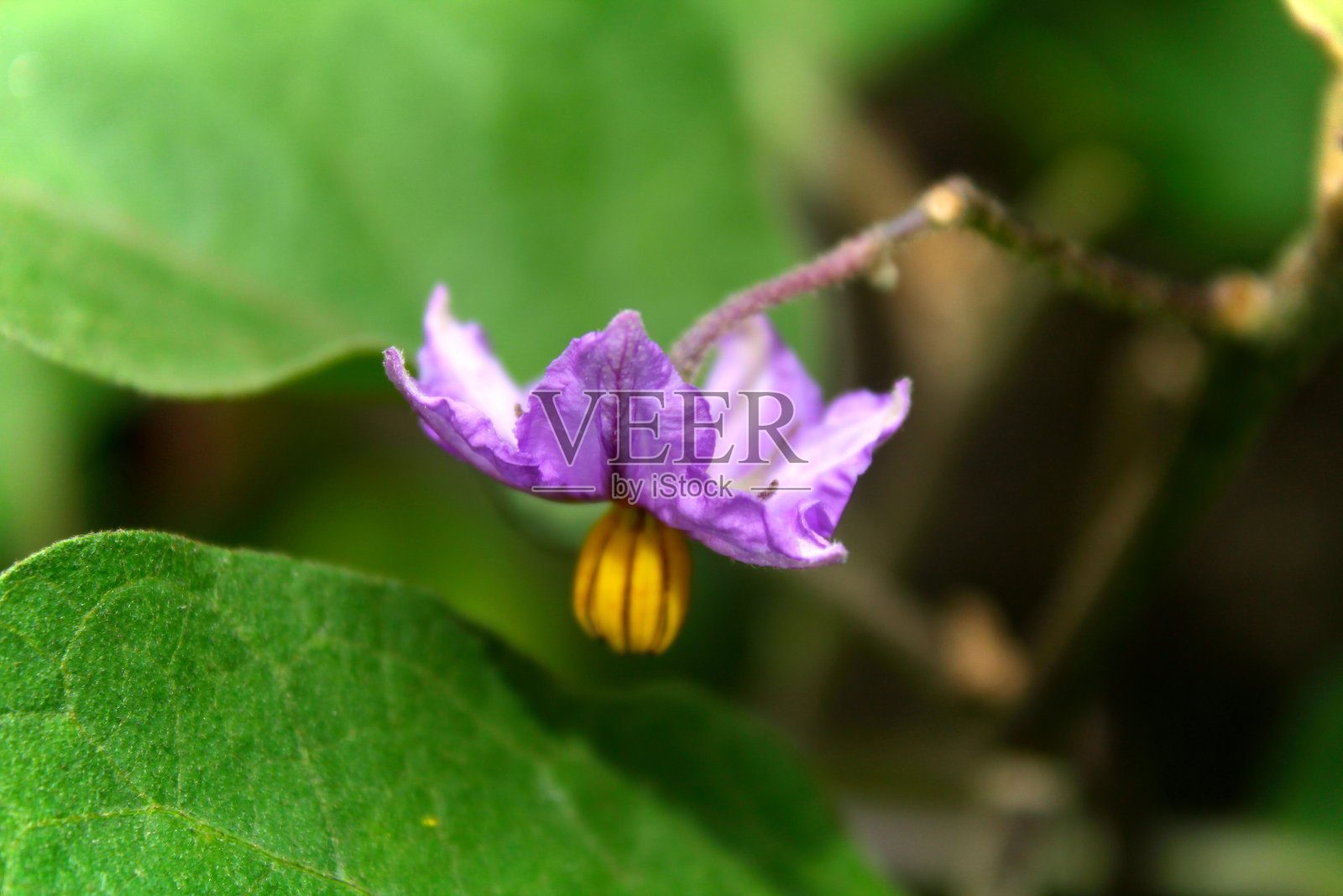 生命周期照片摄影图片