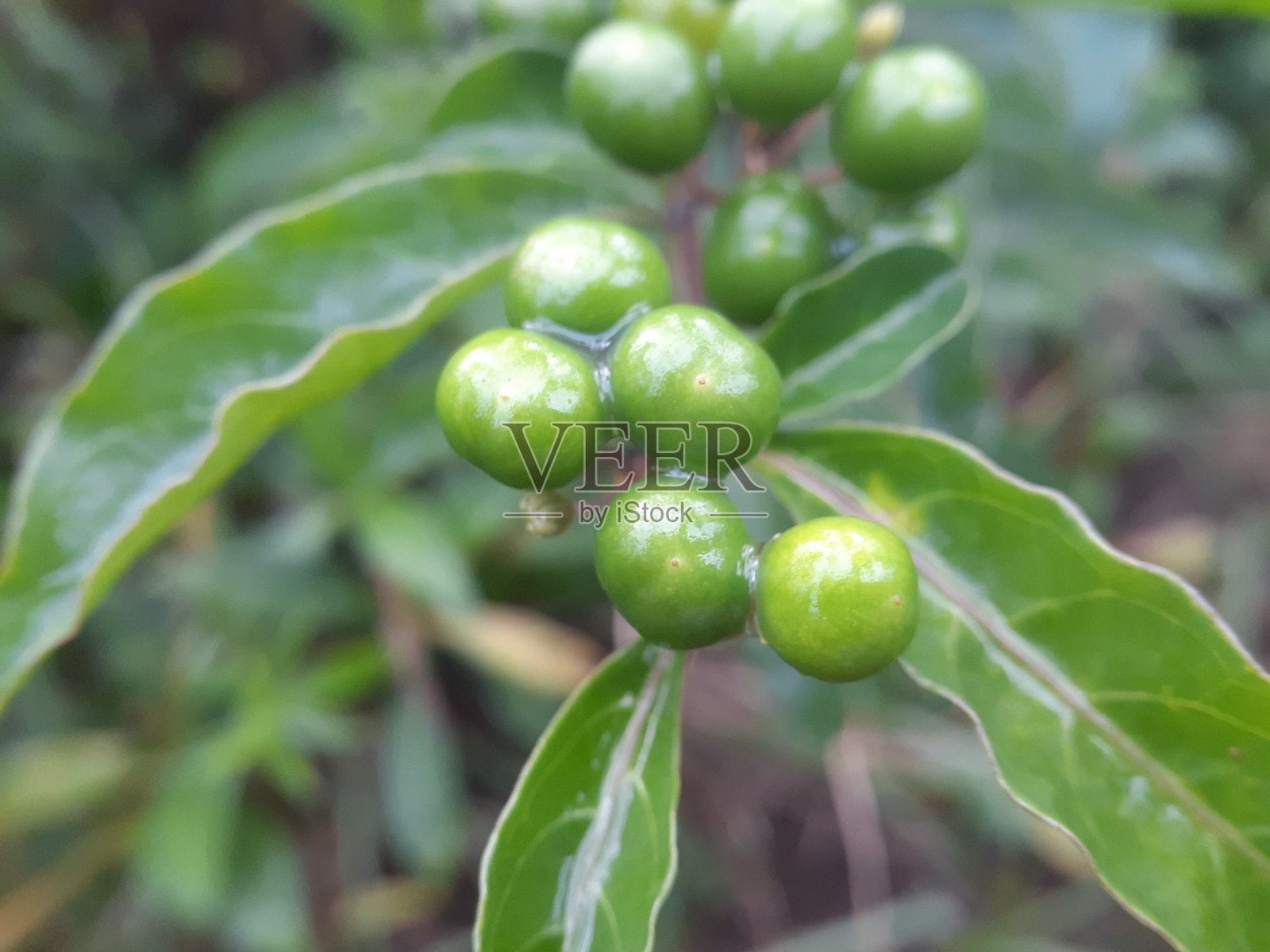 青果状葡萄照片摄影图片