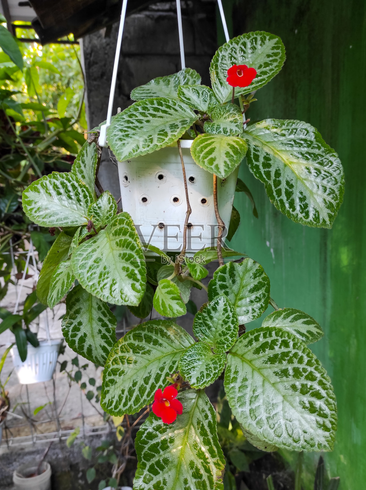 植物上的植物特写镜头照片摄影图片