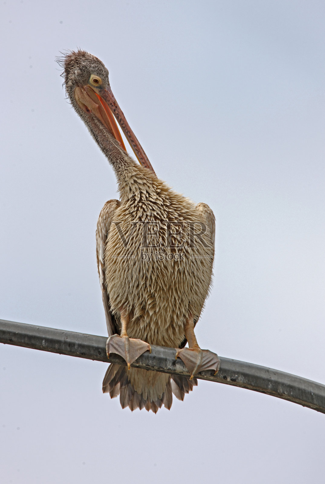 斑嘴鹈鹕照片摄影图片