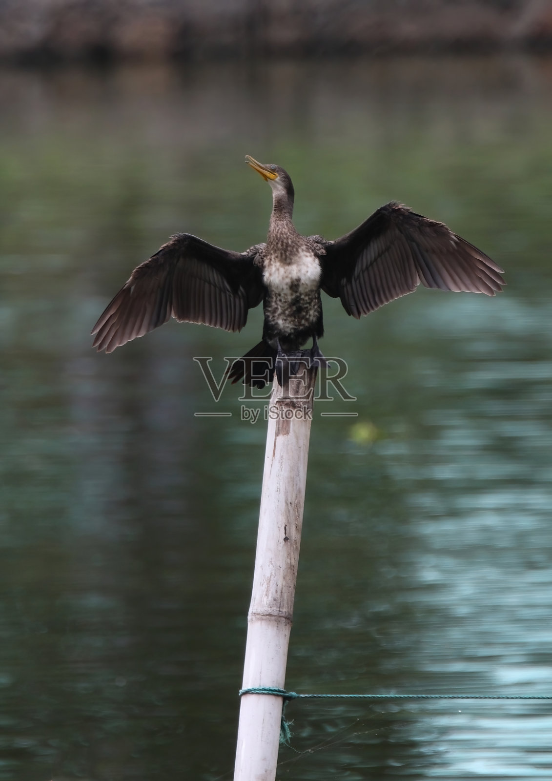 印度鸬鹚照片摄影图片
