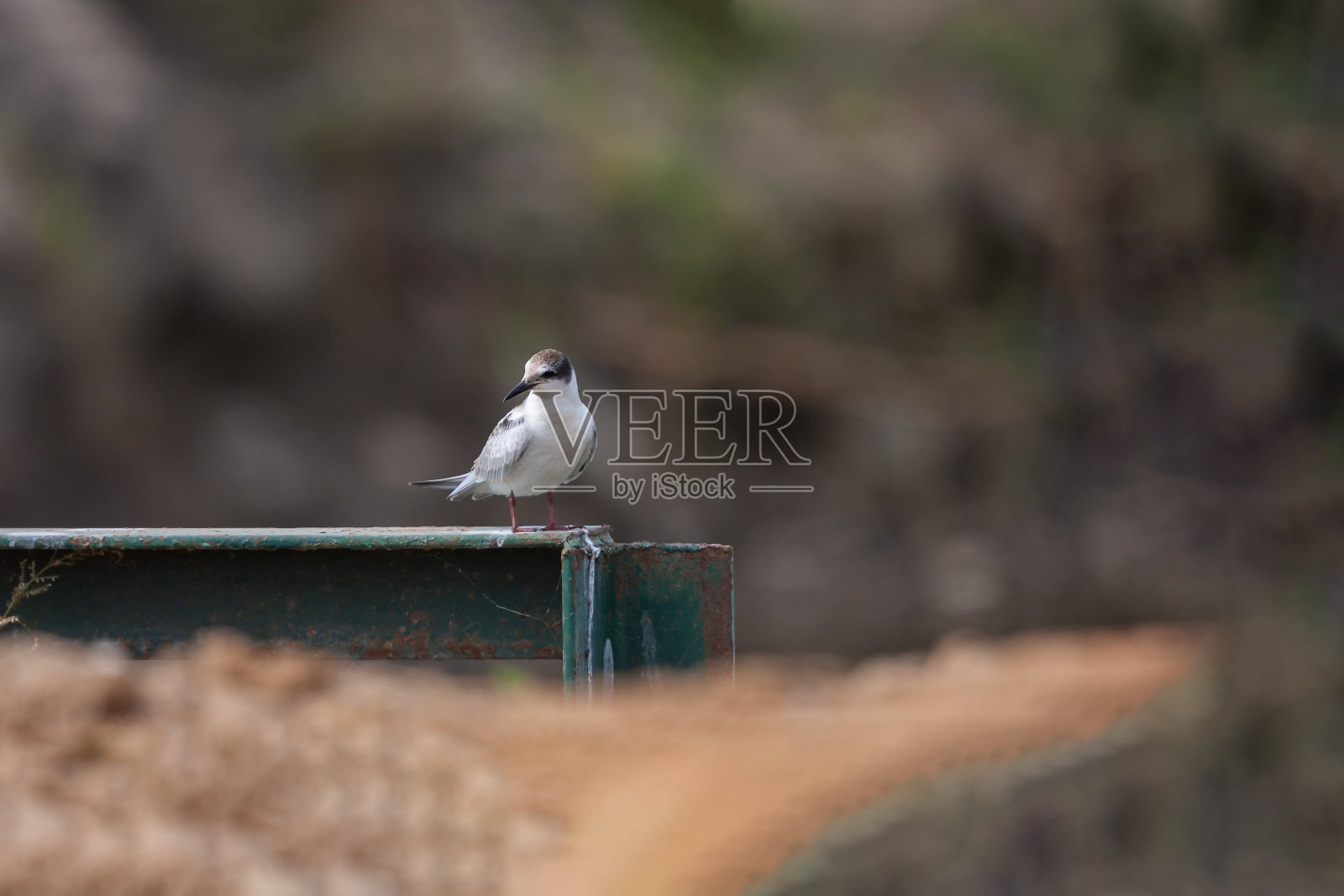 小燕鸥照片摄影图片