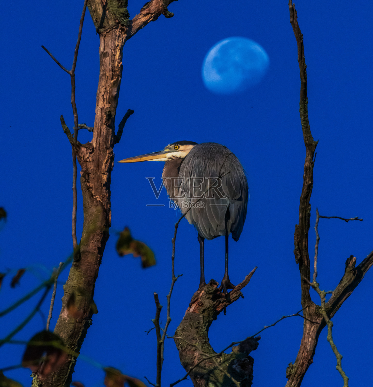Blue Heron月光照片摄影图片