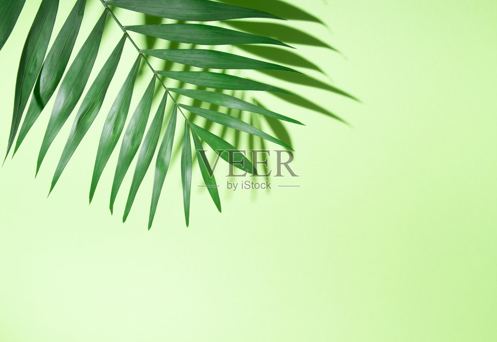 新鲜的棕榈叶与坚硬的阴影在绿色背景。简约的热带成分。照片摄影图片