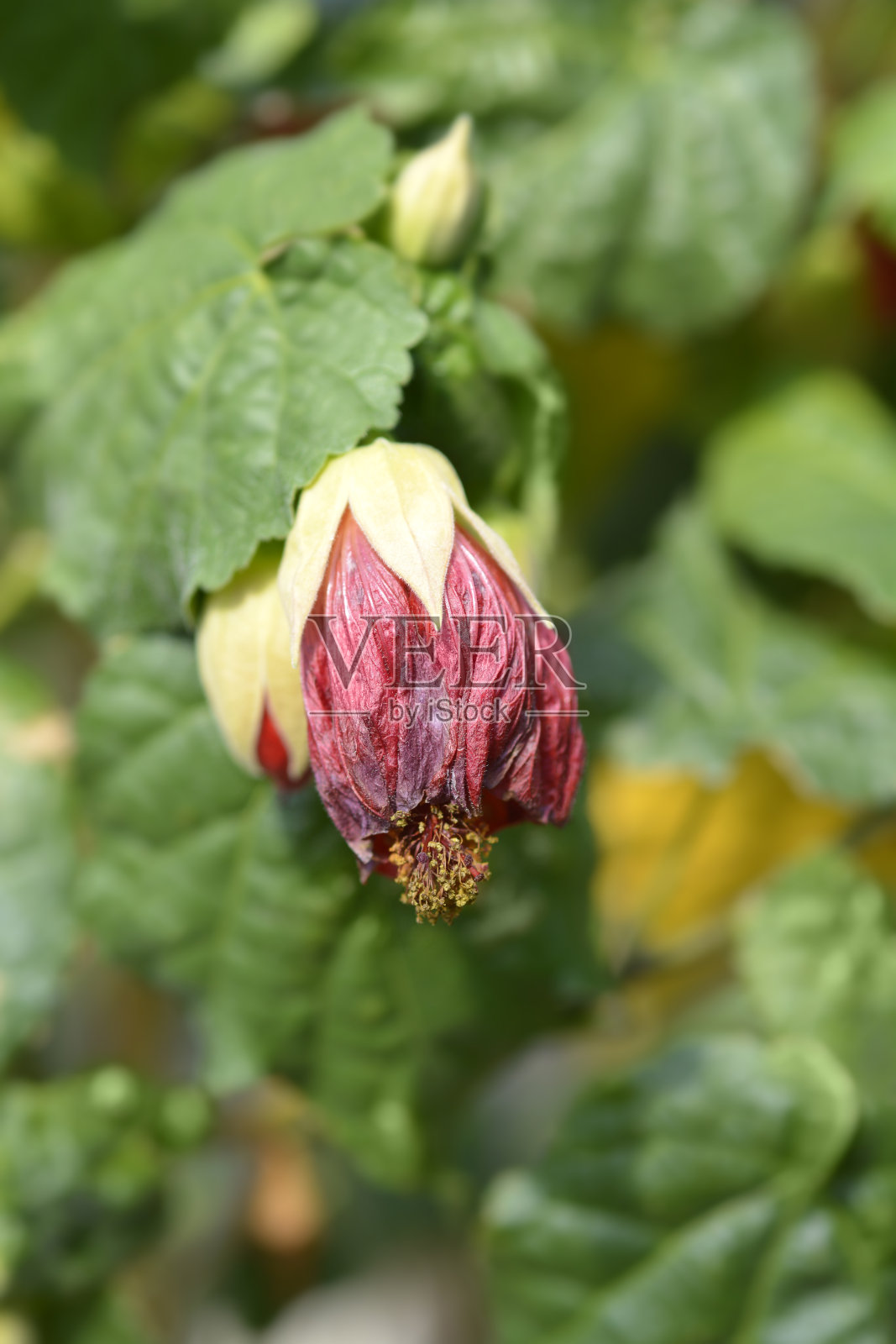 中国的灯笼照片摄影图片