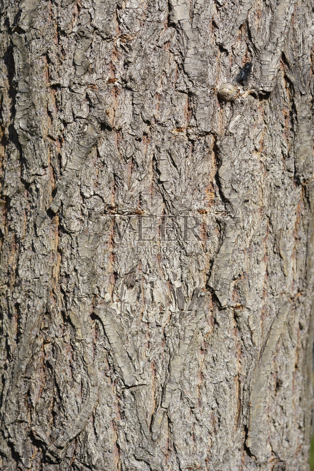 金色的垂柳照片摄影图片