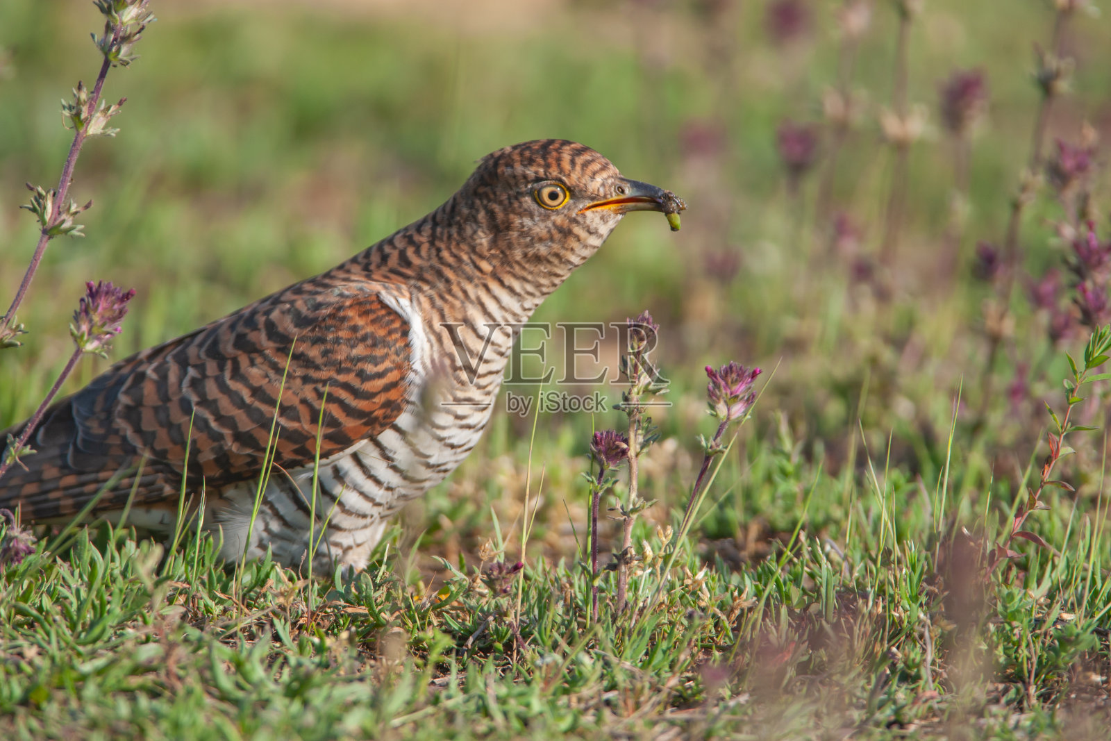 常见的杜鹃照片摄影图片