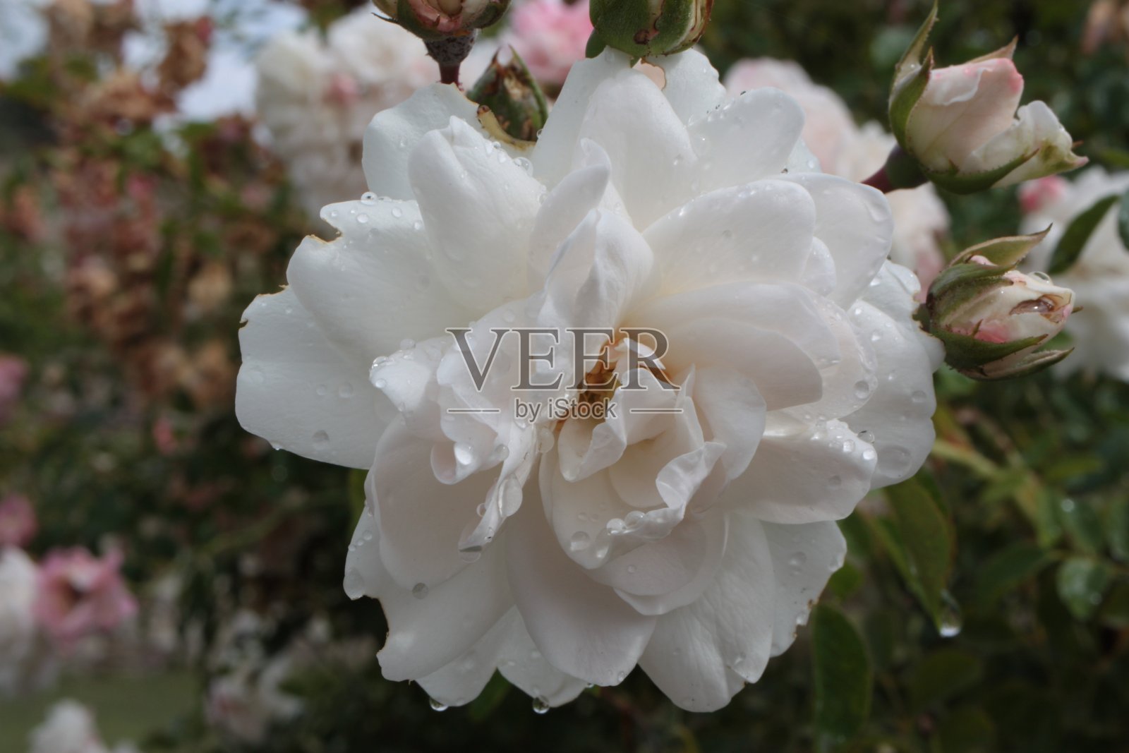 美丽的玫瑰(蔷薇)花特写模糊的背景照片摄影图片