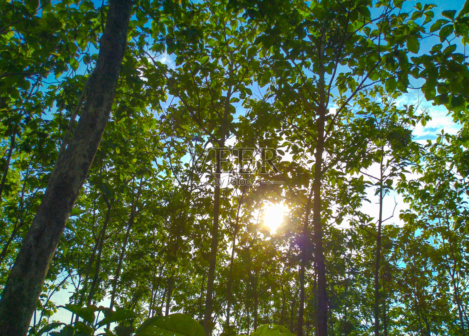 背光照片摄影图片