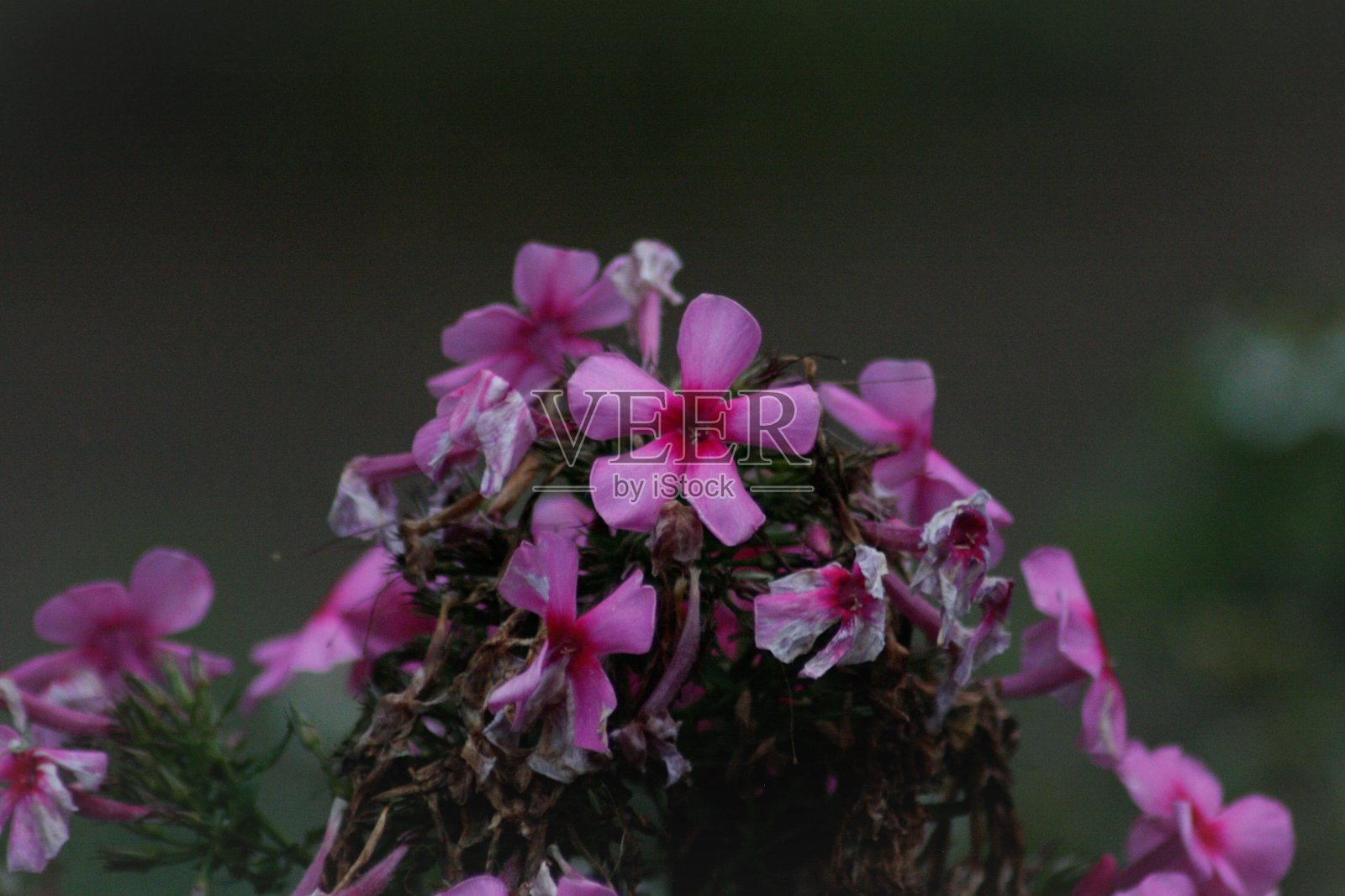 宏7照片摄影图片